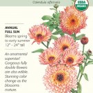 Zeolights Calendula Seeds 400 mg