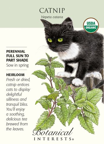Catnip Seeds 350 mg Nepeta Certified Organic