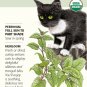 Catnip Seeds 350 mg Nepeta Certified Organic
