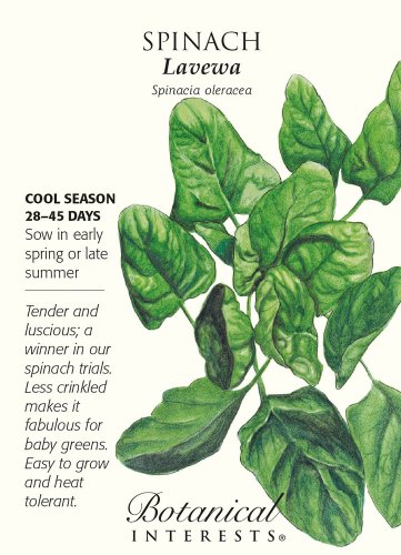 Lavewa Spinach Seeds 3 grams Botanical Interests