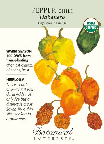 Organic Habanero Chile Pepper 30 Seeds