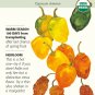 Organic Habanero Chile Pepper 30 Seeds