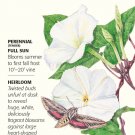 Moonflower Seeds 5 grams Ipomoea