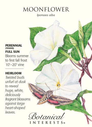 Moonflower Seeds 5 grams Ipomoea