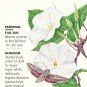 Moonflower Seeds 5 grams Ipomoea