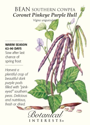 Coronet Pinkeye Purple Hull Southern Cowpea Seeds 25 gms Botanical Interests