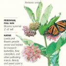 Common Milkweek Butterfly Flower Seeds 150 mg Asclepias syriaca