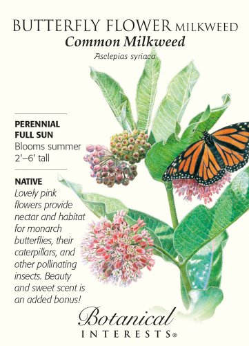 Common Milkweek Butterfly Flower Seeds 150 mg Asclepias syriaca