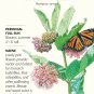 Common Milkweek Butterfly Flower Seeds 150 mg Asclepias syriaca