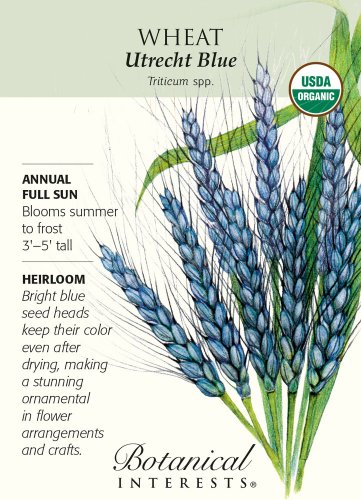 Organic Utrecht Blue Wheat Heirloom Seeds 5 Grams