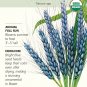 Organic Utrecht Blue Wheat Heirloom Seeds 5 Grams