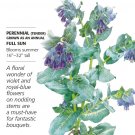 Purple Tear Honeywort Seeds 2 Grams