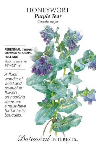Purple Tear Honeywort Seeds 2 Grams