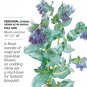 Purple Tear Honeywort Seeds 2 Grams