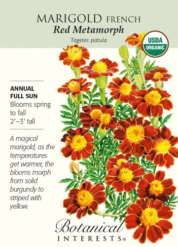 Organic Red Metamorph French Marigold Seeds 150 Milligrams