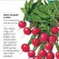 Organic Rudolph Radish Seeds 1 gram