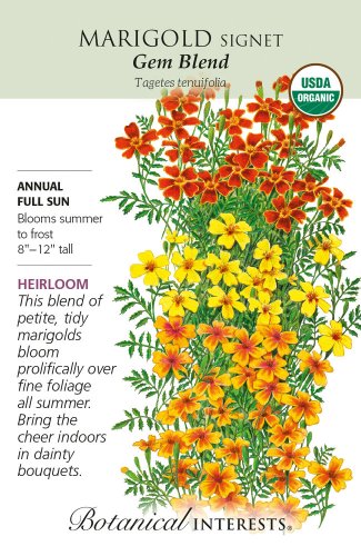 Organic Gem Blend Signet Marigold Seeds 100 Mg