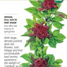 Organic Cardinal Basil Seeds 30 Seeds