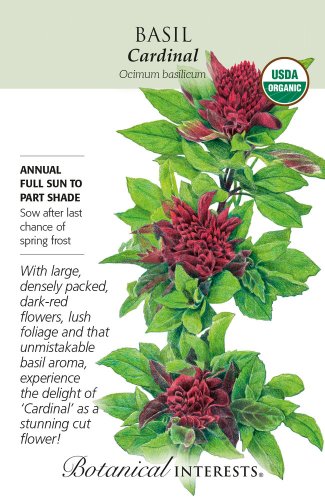 Organic Cardinal Basil Seeds 30 Seeds