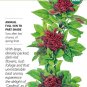 Organic Cardinal Basil Seeds 30 Seeds