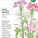 Organic Fountain Blend Cleome (Spider Flower) Seeds 300 Mg