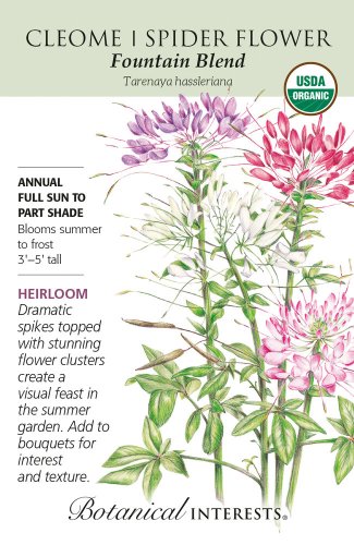 Organic Fountain Blend Cleome (Spider Flower) Seeds 300 Mg