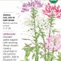 Organic Fountain Blend Cleome (Spider Flower) Seeds 300 Mg