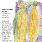 Honey and Cream Sweet Corn Seeds 10 Grams