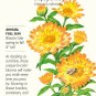 Oopsy Daisy Calendula Pot Marigold Seeds 700 mg