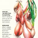Zebrune Shallot Onion Seeds 250 mg