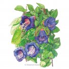 Cup & Saucer Vine 'Blue Cathedral Bells' Seeds 1 gram