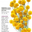 Heirloom Drumstick Flower Craspedia Seeds 80 Milligrams