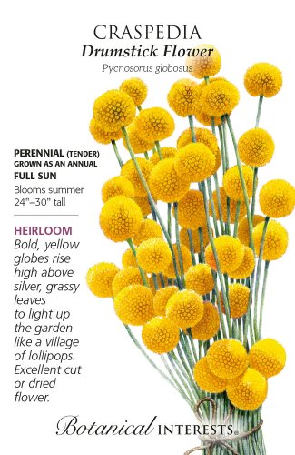 Heirloom Drumstick Flower Craspedia Seeds 80 Milligrams
