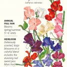 Royal Blend Sweet Pea Seeds 3 grams Annual