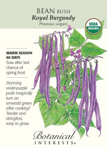 Organic Royal Burgundy Bush Bean Seeds 15 grams
