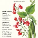Scarlet Emperor Runner Pole Bean Seeds 25 grams