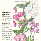 Perennial Blend Sweet Pea Seeds 1 gram Perennial