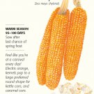 Robust Pop 400MR Popcorn Corn Seeds 10 grams