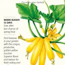 Max's Gold Zucchini Summer Squash Seeds 12 Seeds