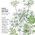 White Lace Orlaya Seeds 20 Seeds