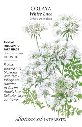 White Lace Orlaya Seeds 20 Seeds