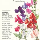 Early Multiflora Blend Sweet Pea Seeds 3 grams