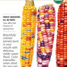 Organic Painted Hill Sweet Corn Seeds 8 grams Botanical Interests