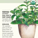 Organic Stevia Heirloom 12 Seeds