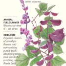 Ruby Moon Hyacinth Bean Seeds 3.5 grams