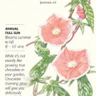 Chocolate Morning Glory Seeds 500 mg