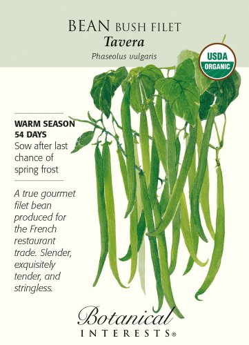 Organic Tavera Bush Bean Seeds 12 Grams