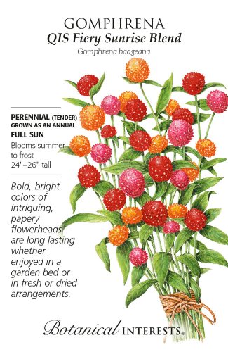 QIS Fiery Sunrise Blend Gomphrena Seeds 25 Seeds