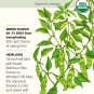 Organic Shishito Chile Pepper 20 Seeds