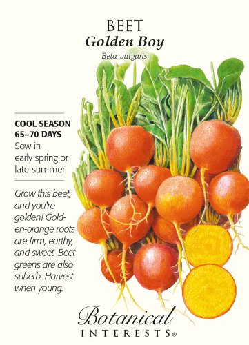 Golden Boy Beet Seeds 1 gram